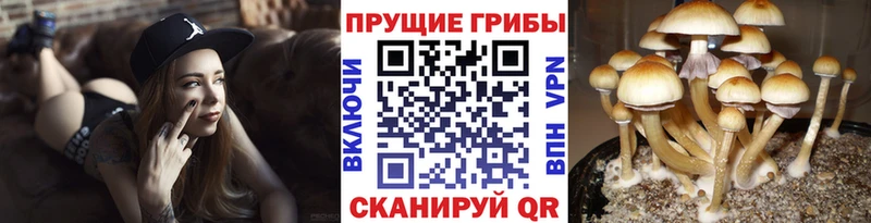Галлюциногенные грибы прущие грибы  где можно купить   Касимов 